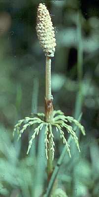Equisetum sylvaticum