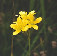Dzeltenā akmeņlauzīte