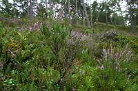 Parastais virsis