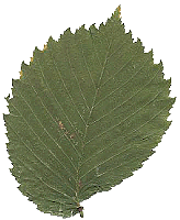 Vīksna