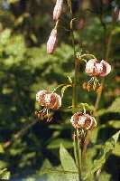 Martagonlilija
