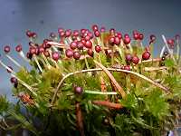 Sphagnum sp.