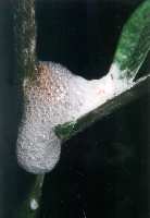 Putu cikāde