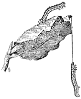 Operophthera brumata