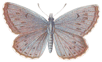 Maculinea arion
