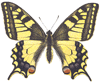 Papilio machaon