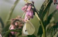 Pieris brassica