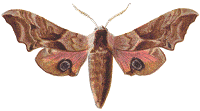 Smerinthus ocellatus
