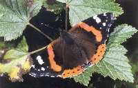 Vanessa atalanta