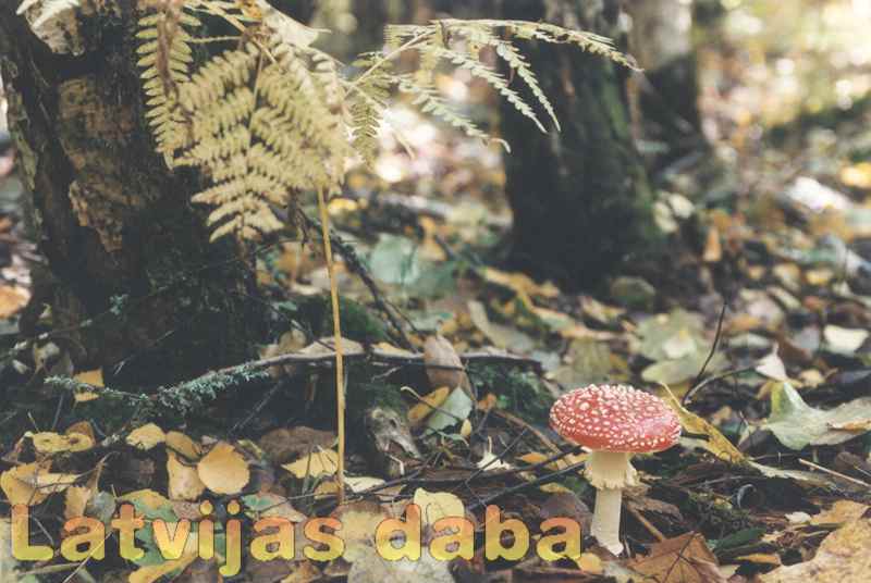 Sarkanā mušmire, 1997. gada oktobra sākums