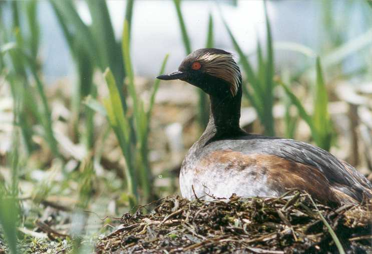 Melnkakla dūkurs - Podiceps nigricollis. Foto: Aivars Petriņš
