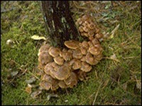 Armillaria ostoyae augļķermeņi. 