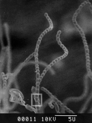 http://biosci.cbs.umn.edu/asirc/lib/pict/Slivspore1.html