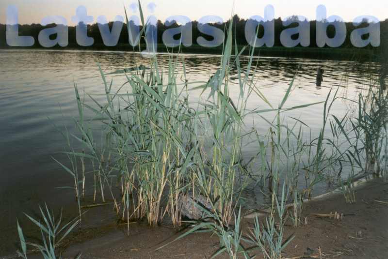 Limbažu Lielezers, 1999. gada jūlija vidus