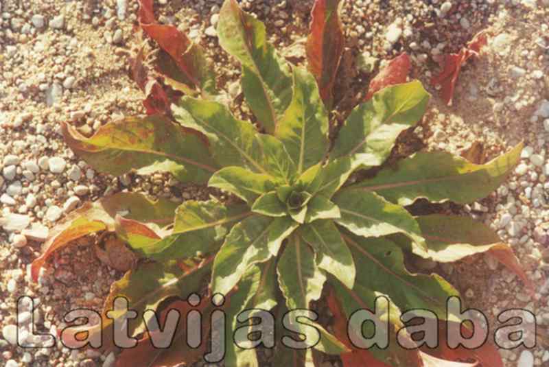 Naktssvece, 2000. gada rudens