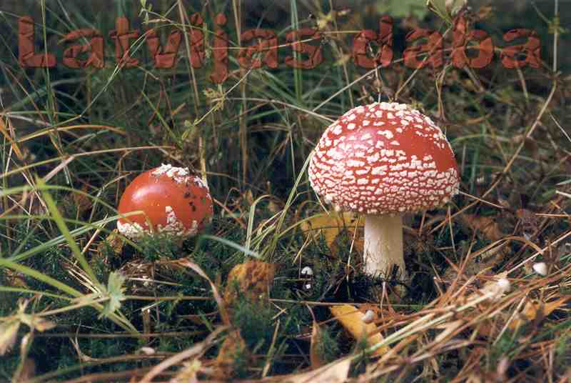 Sarkanā mušmire, 1997. gada oktobra sākums